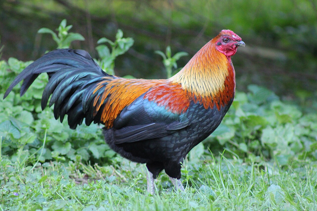 JR Gamefarm — larawan ng farm 2