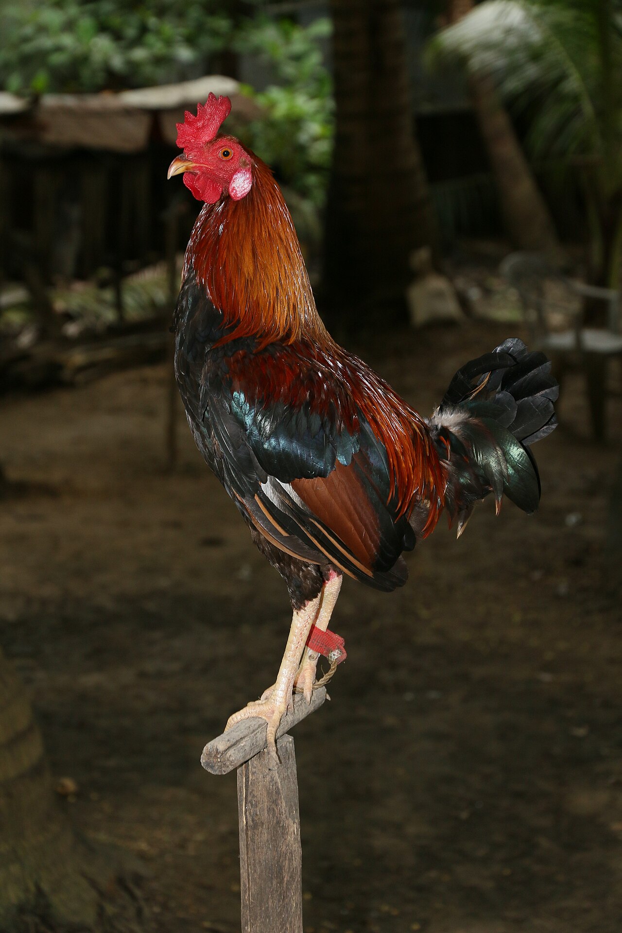 JR Gamefarm — larawan ng farm 4
