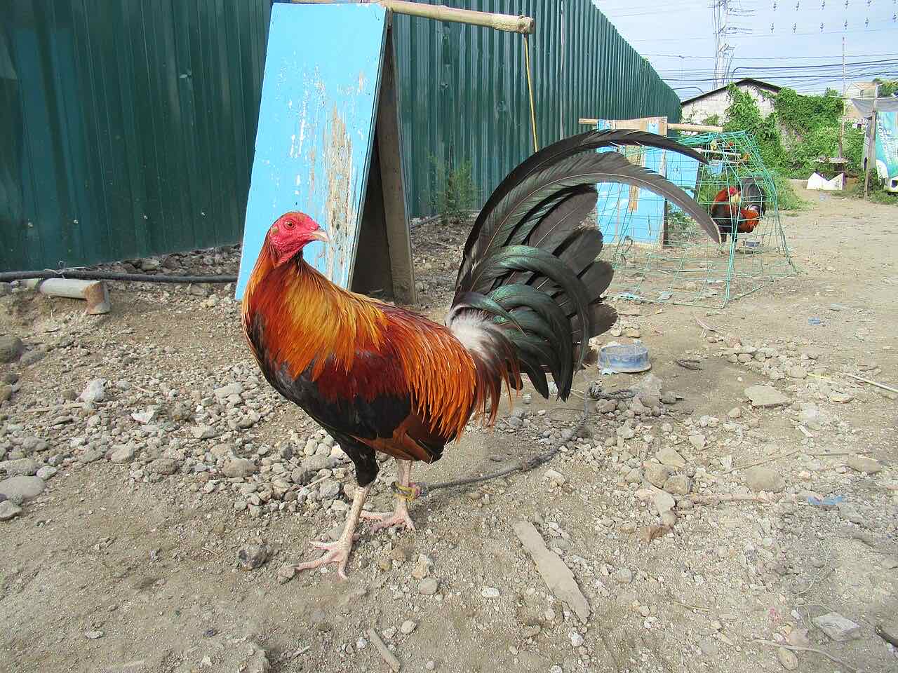 RSL Farm — larawan ng farm 3