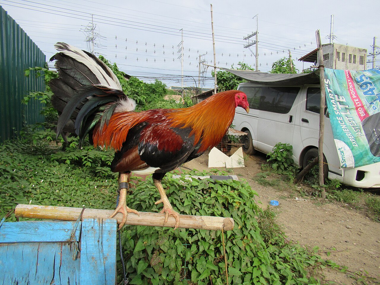 Sto. Niño Gamefarm — larawan ng farm 2