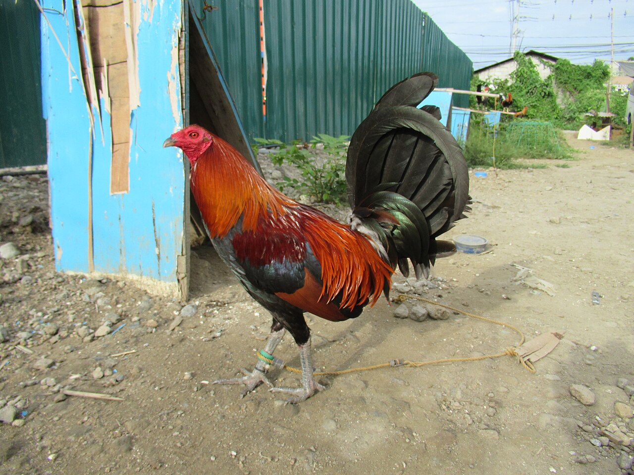 Sto. Niño Gamefarm — larawan ng farm 3