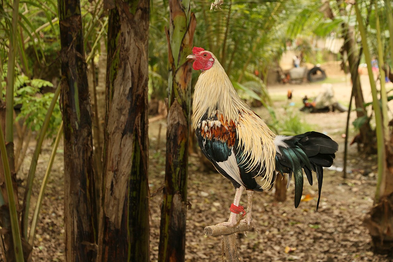 Kang's Gamefarm — larawan ng farm 3